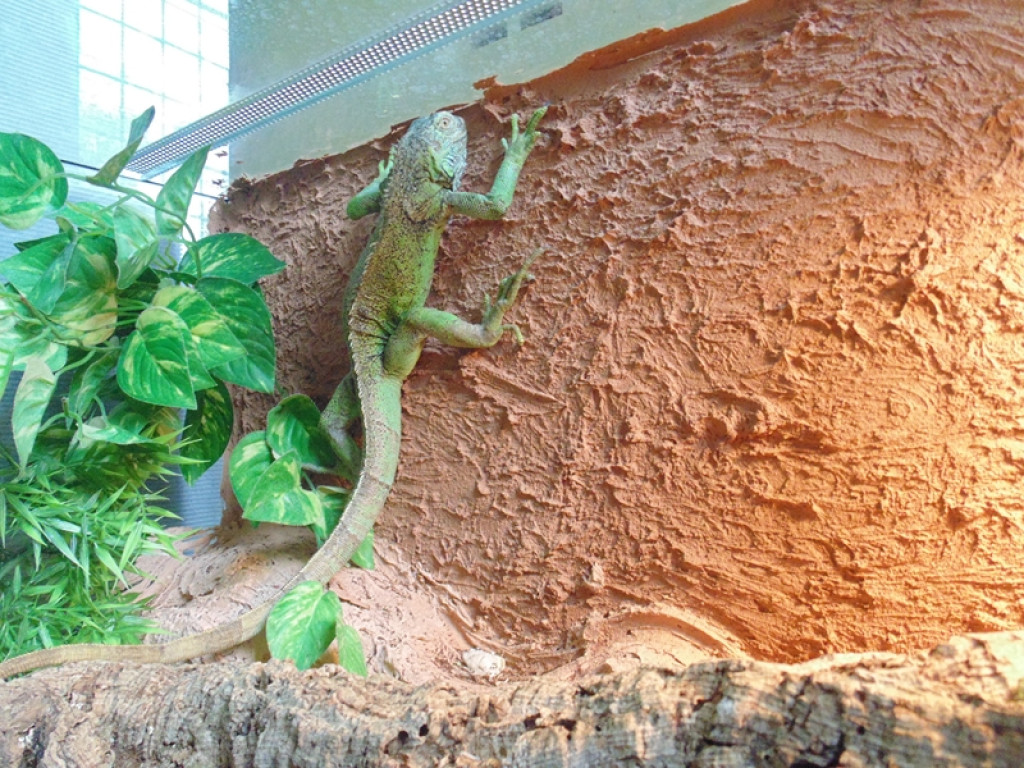 Piknik książęcy i wystawa gadów [fotorelacja]
