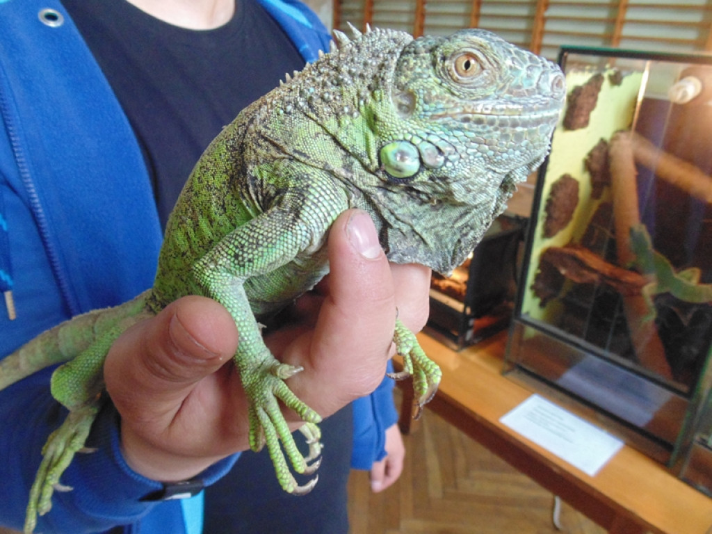 Piknik książęcy i wystawa gadów [fotorelacja]