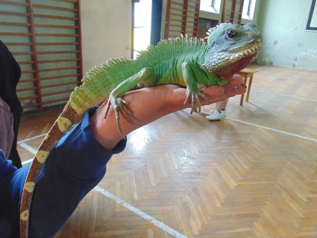 Piknik książęcy i wystawa gadów [fotorelacja]