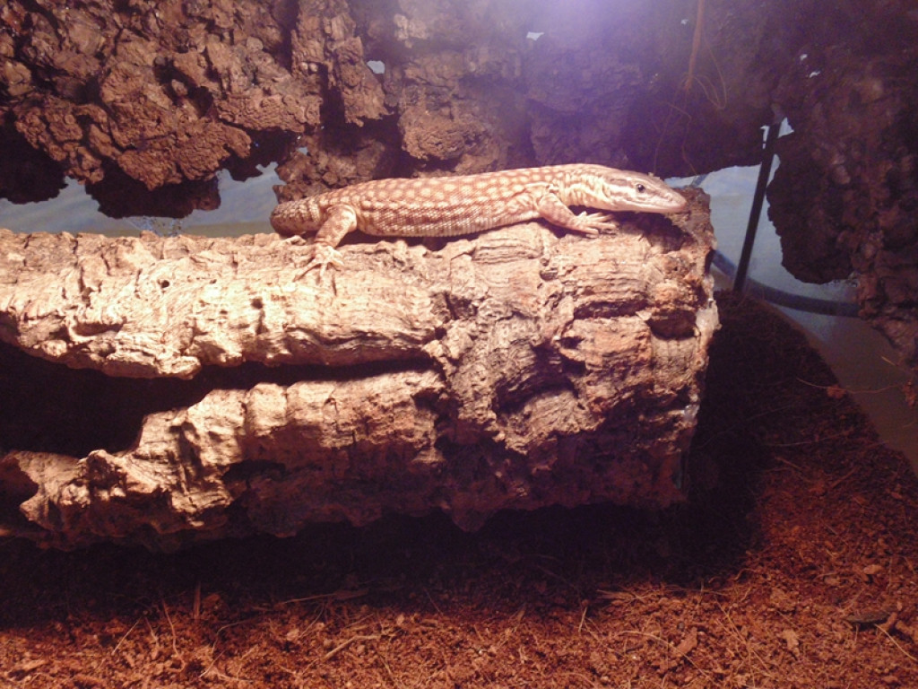 Piknik książęcy i wystawa gadów [fotorelacja]