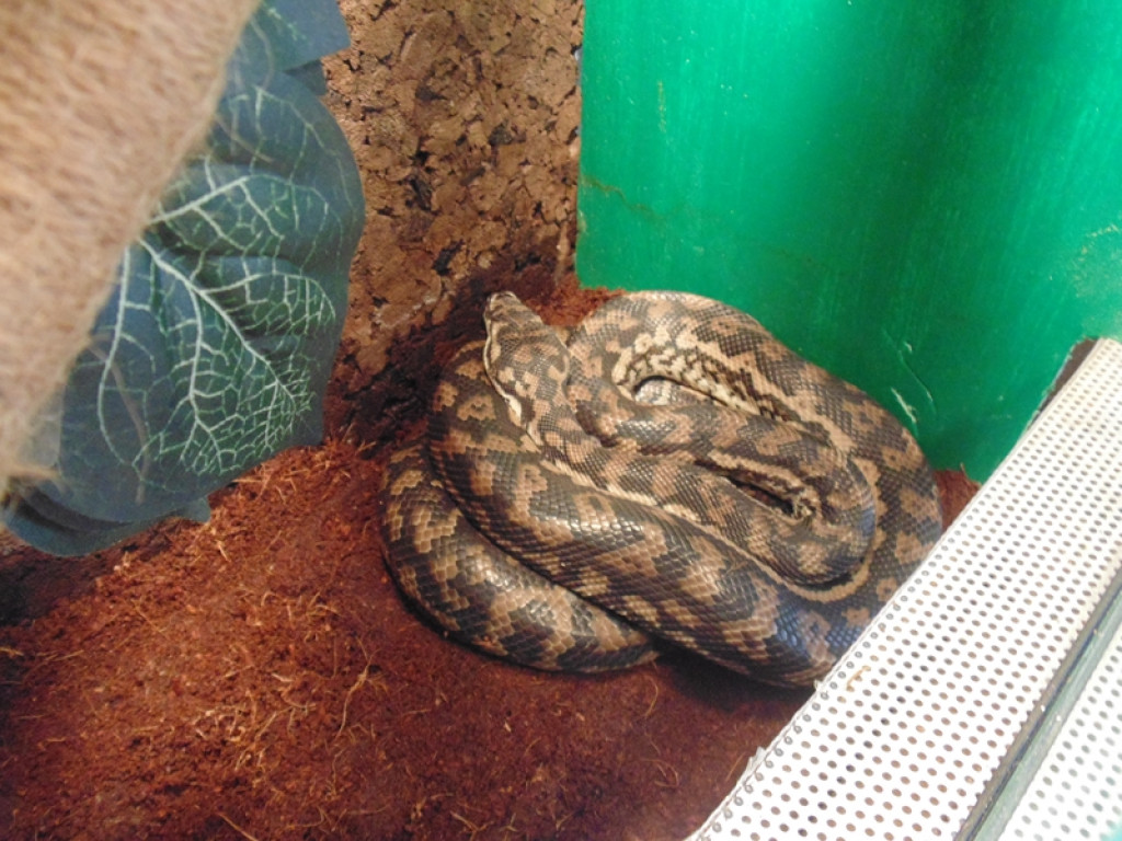 Piknik książęcy i wystawa gadów [fotorelacja]