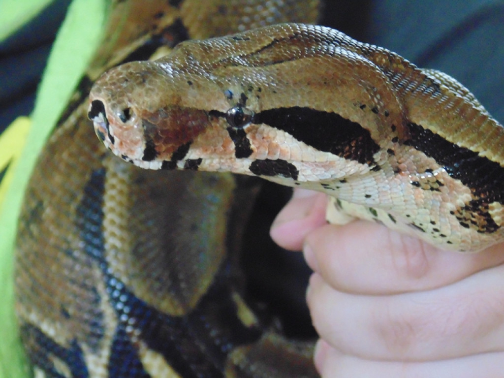 Piknik książęcy i wystawa gadów [fotorelacja]