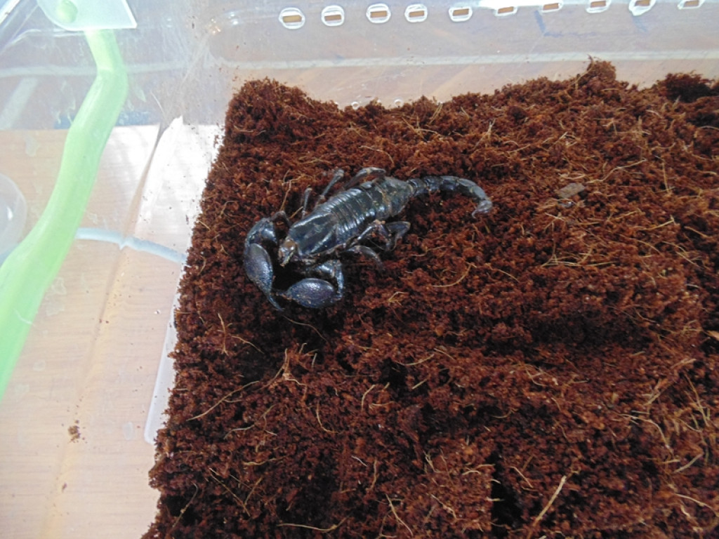 Piknik książęcy i wystawa gadów [fotorelacja]