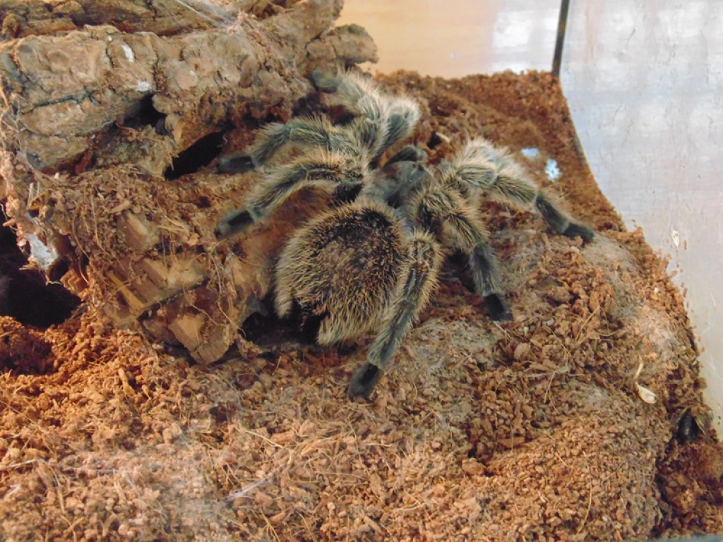 Piknik książęcy i wystawa gadów [fotorelacja]