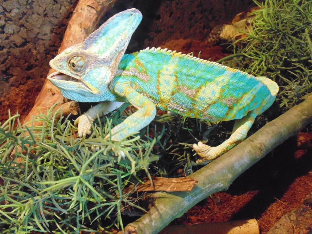 Piknik książęcy i wystawa gadów [fotorelacja]