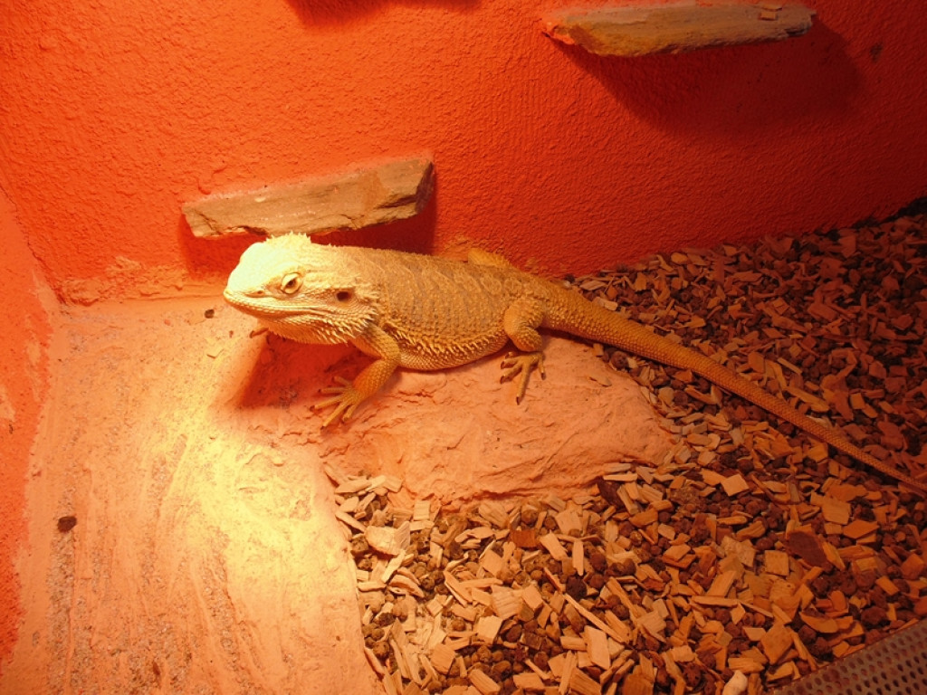 Piknik książęcy i wystawa gadów [fotorelacja]