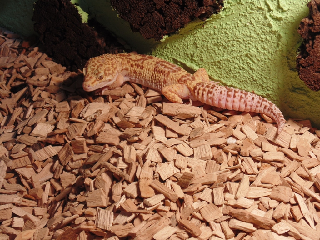 Piknik książęcy i wystawa gadów [fotorelacja]