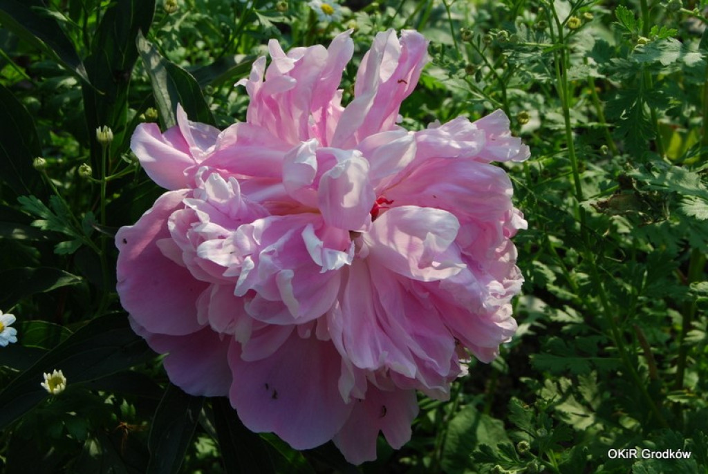 KONKURS FOTOGRAFICZNY 2015 