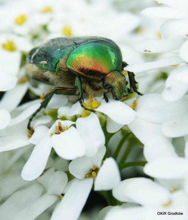 KONKURS FOTOGRAFICZNY 2015 