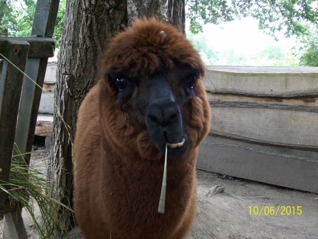 Wycieczkowy zawrót głowy w Jedenastce