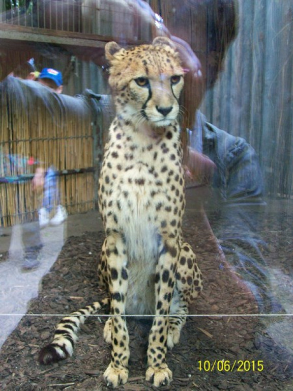 Wycieczkowy zawrót głowy w Jedenastce