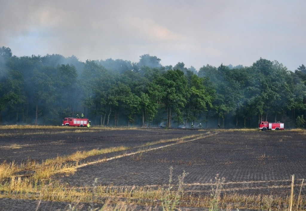 Pożar lasu i zboża w Kopicach. Helikopter gaśniczy w akcji