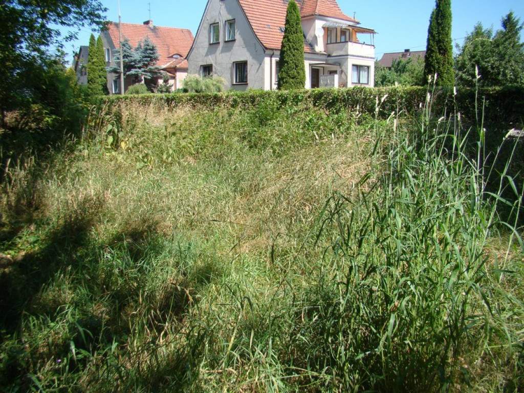 Problem koszenia w mieście, czyli dżungla na Słonecznej