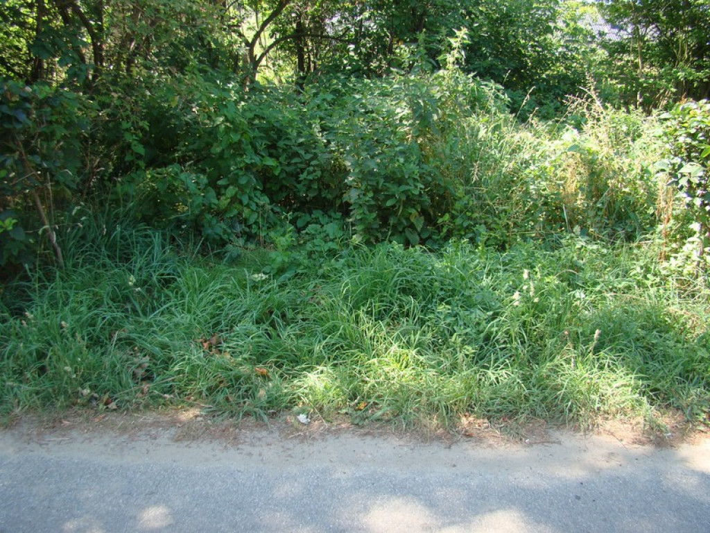 Problem koszenia w mieście, czyli dżungla na Słonecznej