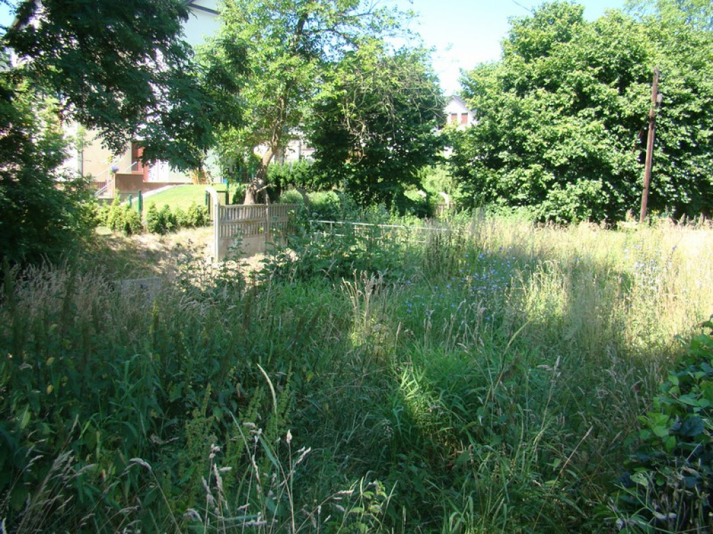 Problem koszenia w mieście, czyli dżungla na Słonecznej