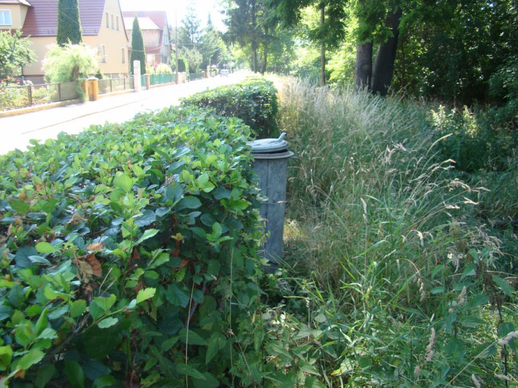 Problem koszenia w mieście, czyli dżungla na Słonecznej