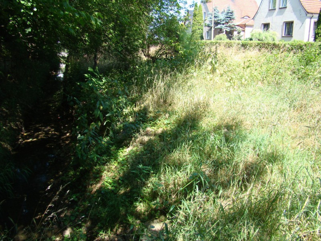 Problem koszenia w mieście, czyli dżungla na Słonecznej