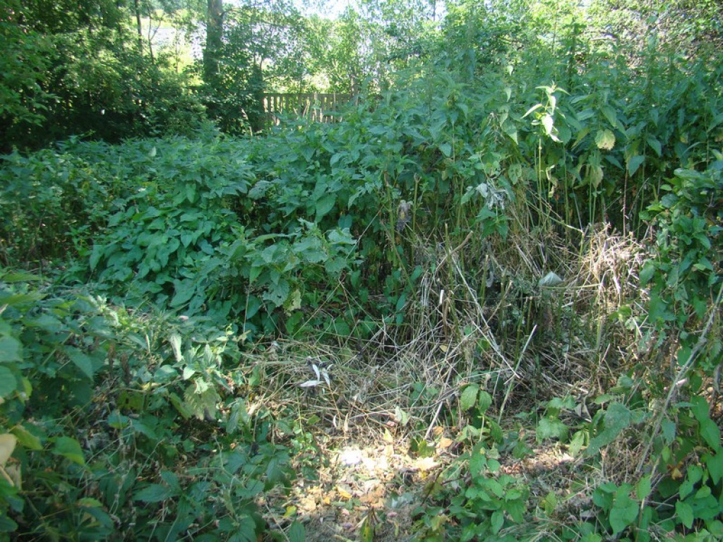 Problem koszenia w mieście, czyli dżungla na Słonecznej