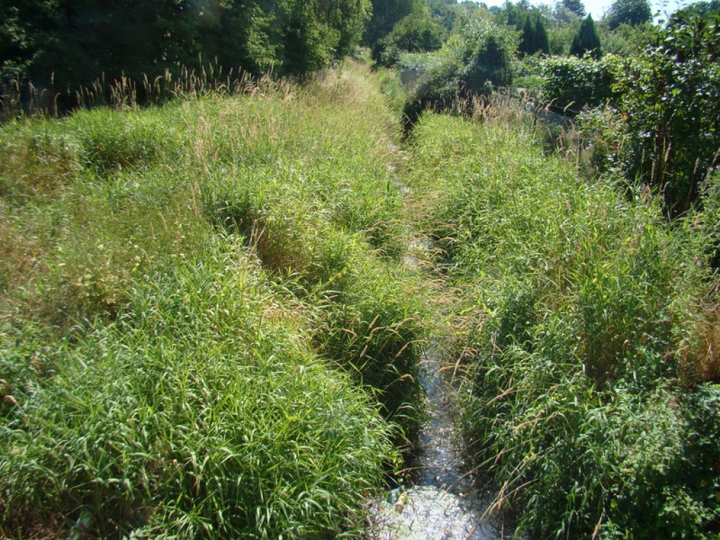 Problem koszenia w mieście, czyli dżungla na Słonecznej