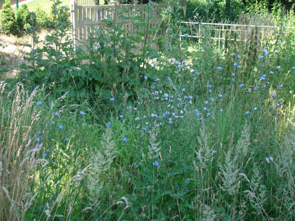 Problem koszenia w mieście, czyli dżungla na Słonecznej