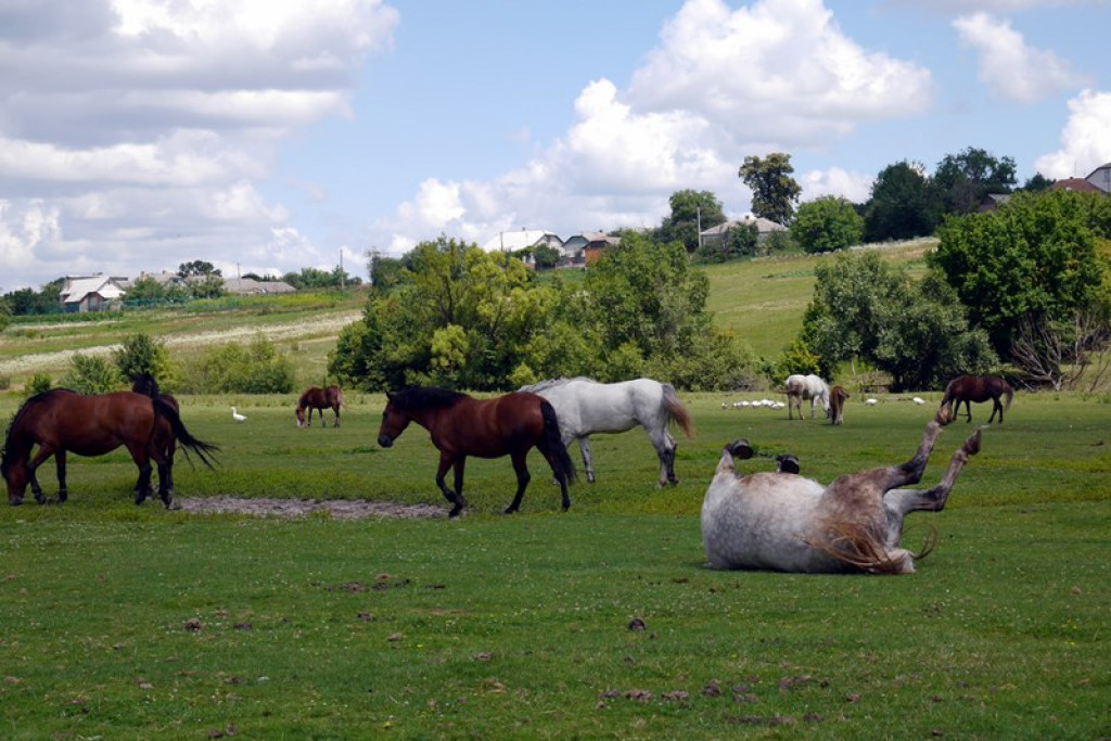 Na Kresach w Łosiaczu