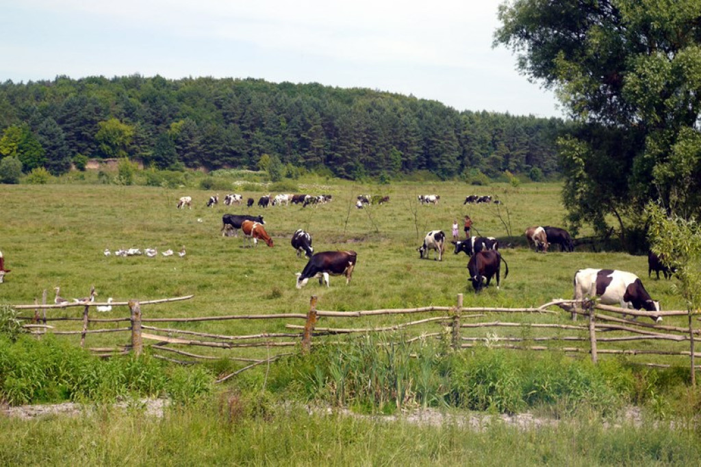Na Kresach w Łosiaczu