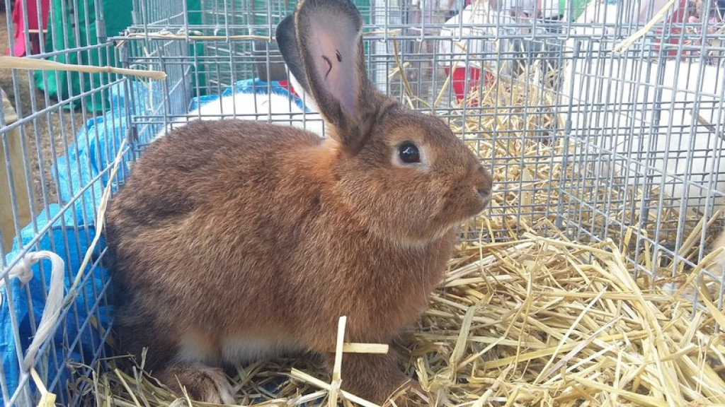Dożynki Gminne w Zielęcicach    [fotorelacja]
