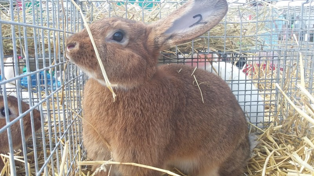 Dożynki Gminne w Zielęcicach    [fotorelacja]