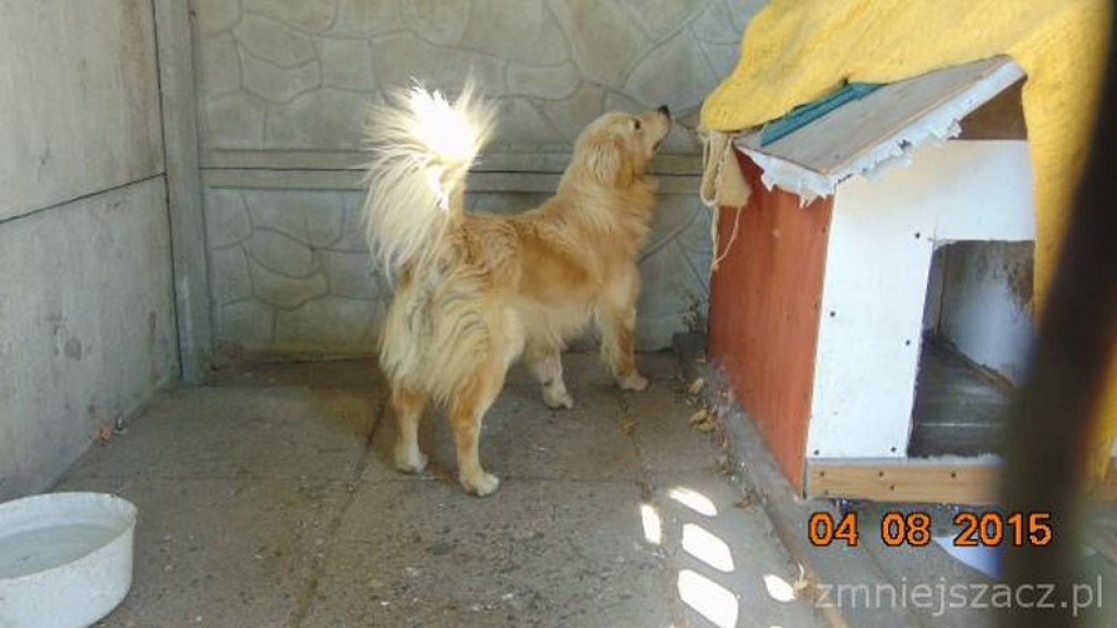 Kronika Straży Miejskiej w Grodkowie 01.07-30.09.2015