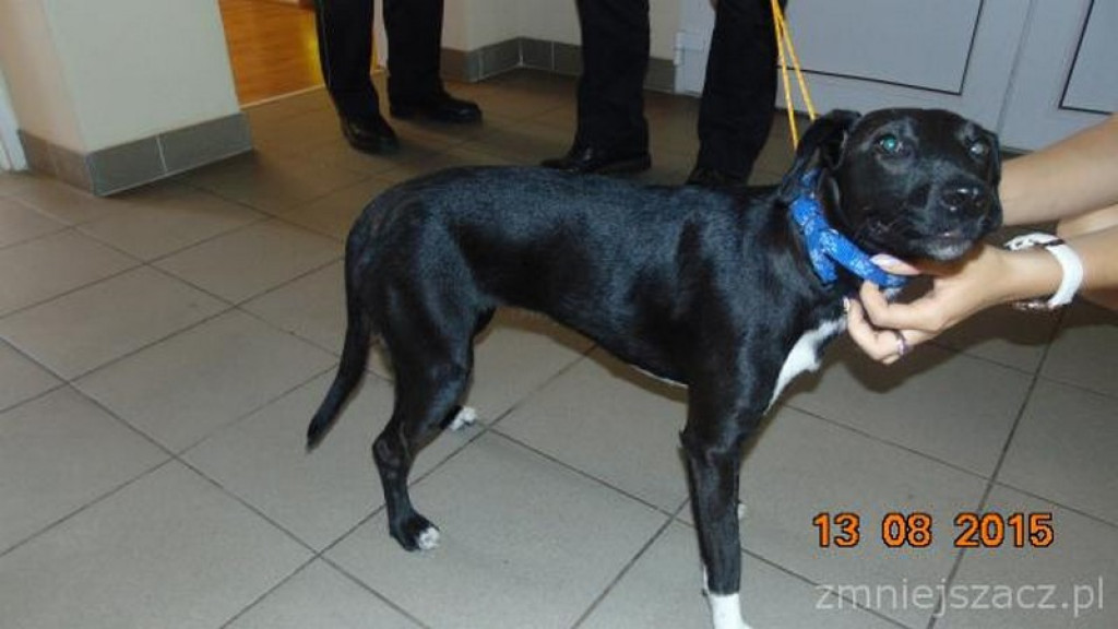 Kronika Straży Miejskiej w Grodkowie 01.07-30.09.2015