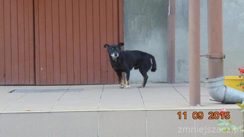 Kronika Straży Miejskiej w Grodkowie 01.07-30.09.2015