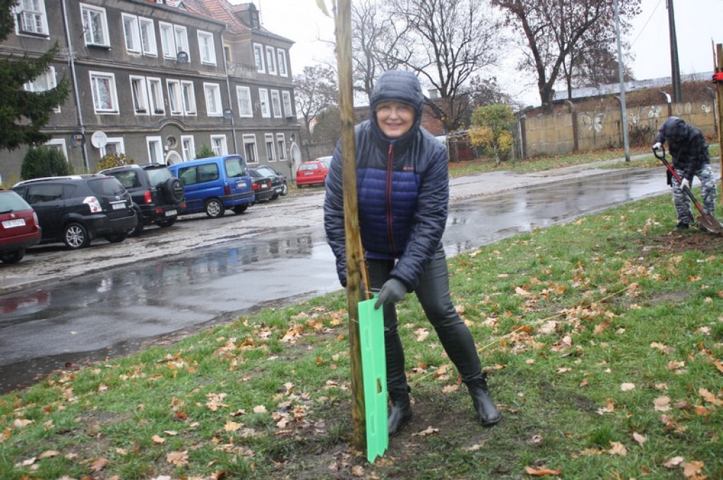 Plac Drzewny wzbogacony o 50 nowych lip