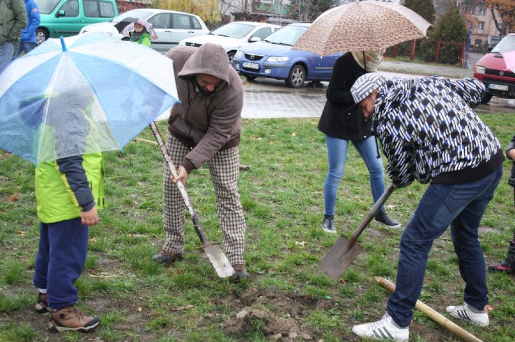 Plac Drzewny wzbogacony o 50 nowych lip