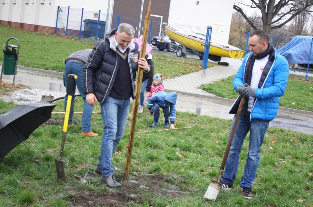 Plac Drzewny wzbogacony o 50 nowych lip