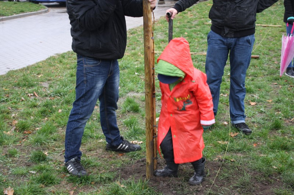 Plac Drzewny wzbogacony o 50 nowych lip