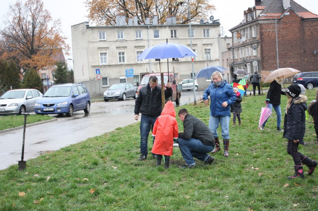 Plac Drzewny wzbogacony o 50 nowych lip