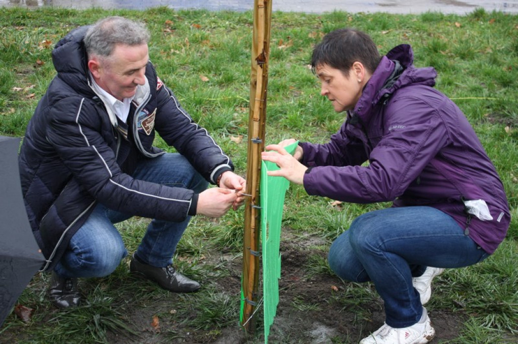 Plac Drzewny wzbogacony o 50 nowych lip