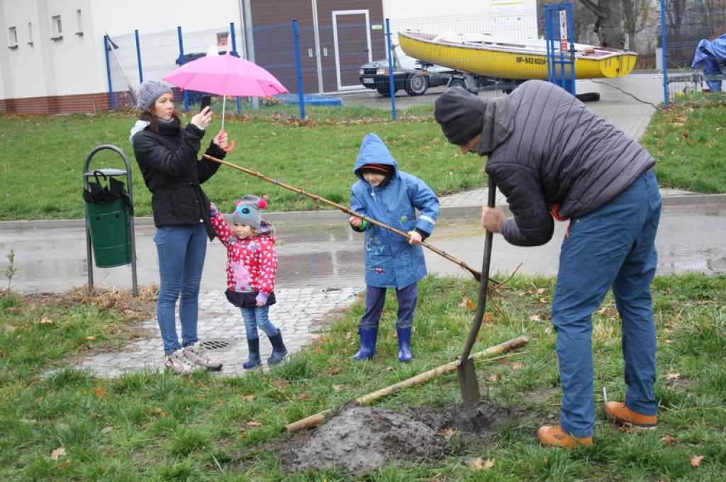 Plac Drzewny wzbogacony o 50 nowych lip