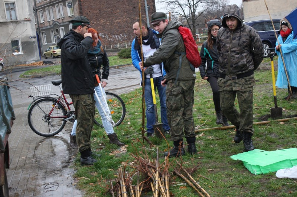 Plac Drzewny wzbogacony o 50 nowych lip