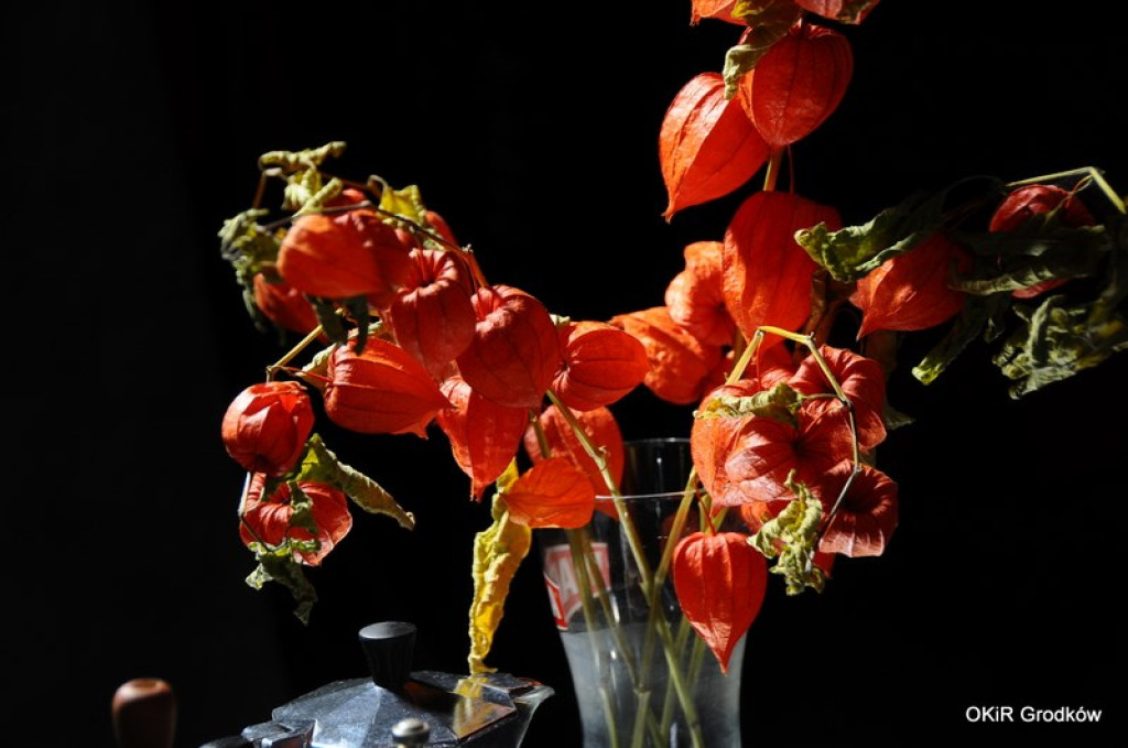 Warsztaty fotograficzne w Grodkowie