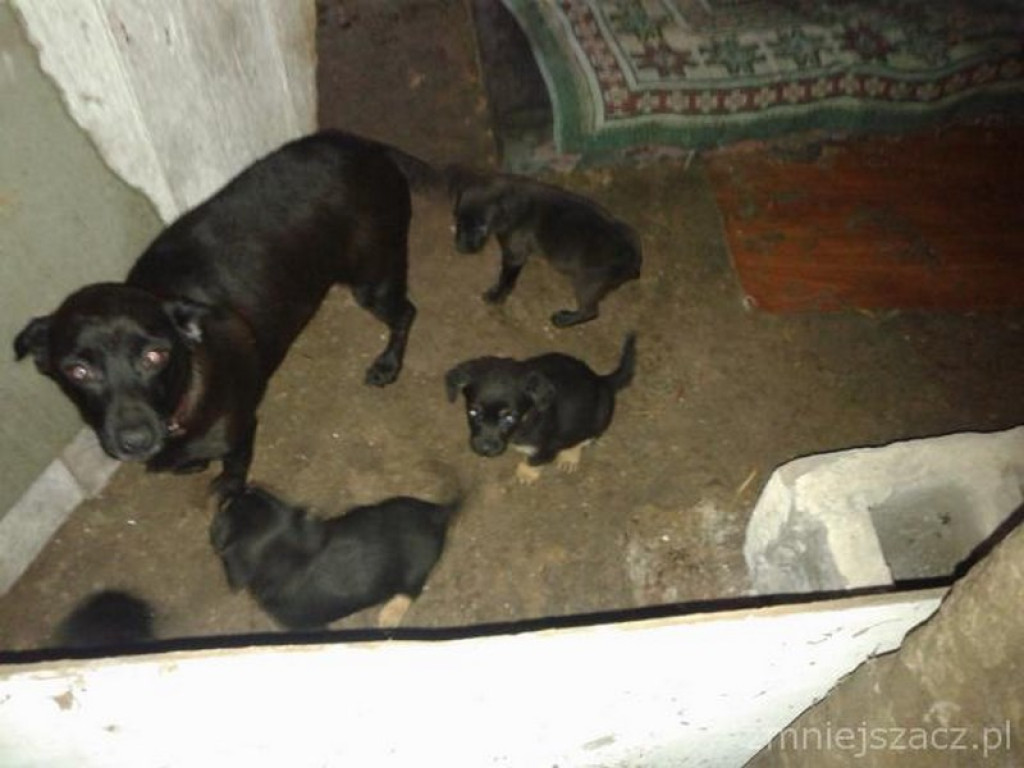 Przykładowe działania Straży Miejskiej w Grodkowie w okresie 01.10.2015 r. - 30.11.2015 r.