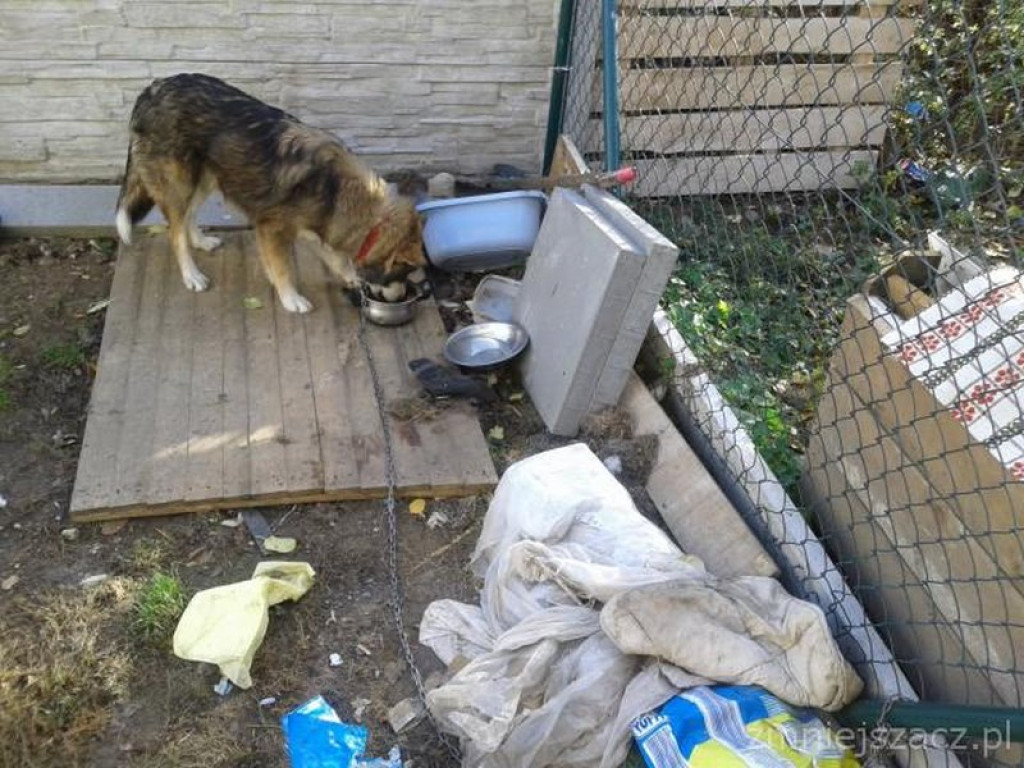 Przykładowe działania Straży Miejskiej w Grodkowie w okresie 01.10.2015 r. - 30.11.2015 r.