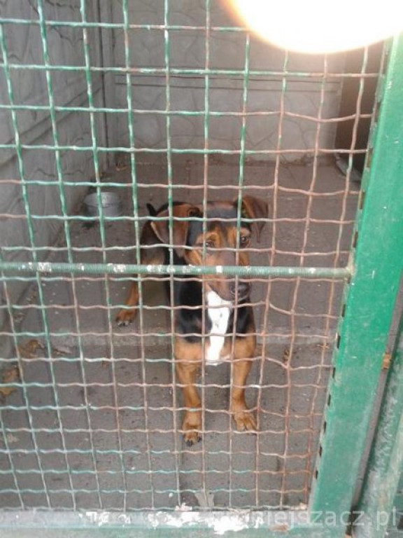 Przykładowe działania Straży Miejskiej w Grodkowie w okresie 01.10.2015 r. - 30.11.2015 r.