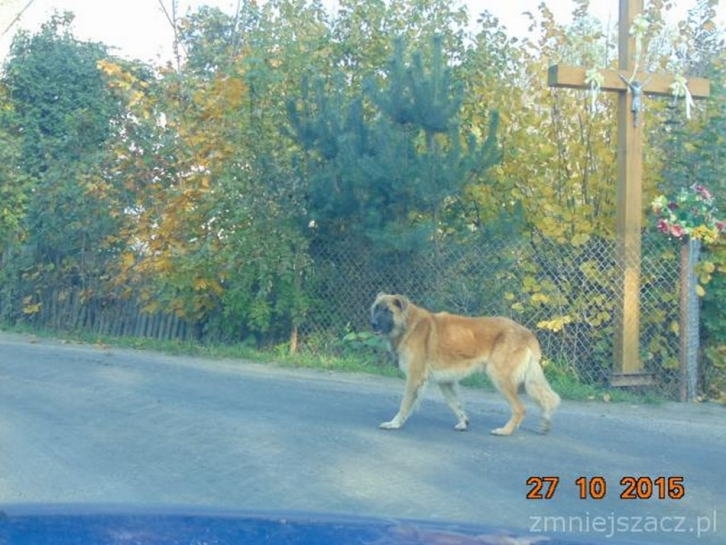 Przykładowe działania Straży Miejskiej w Grodkowie w okresie 01.10.2015 r. - 30.11.2015 r.