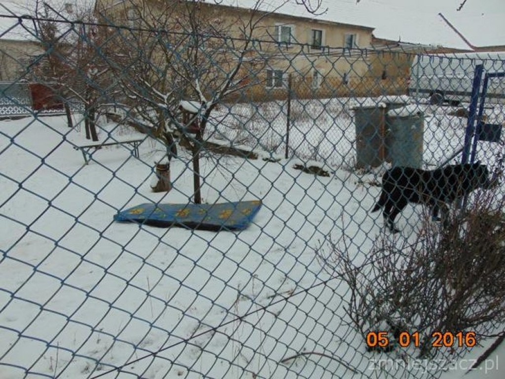 Działania Straży Miejskiej w Grodkowie [01.12.2015 r. - 31.01.2016 r.]