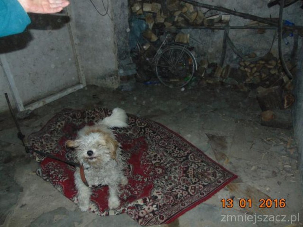 Działania Straży Miejskiej w Grodkowie [01.12.2015 r. - 31.01.2016 r.]