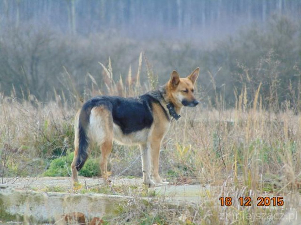 Działania Straży Miejskiej w Grodkowie [01.12.2015 r. - 31.01.2016 r.]