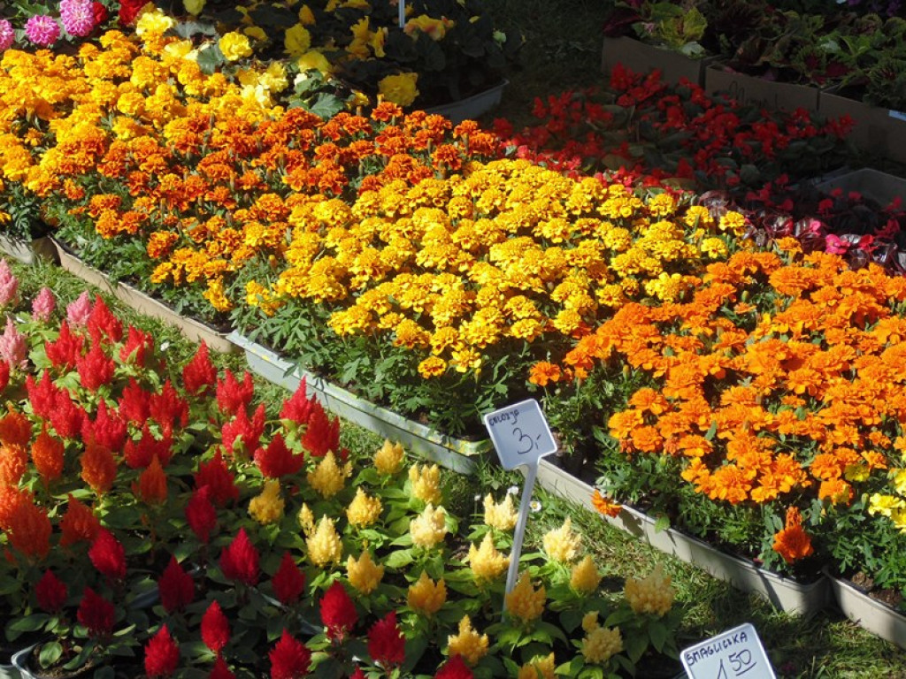 Otwarcie Święta Powiatu Brzeskiego w Łosiowie - aktualizacja [fotorelacja]