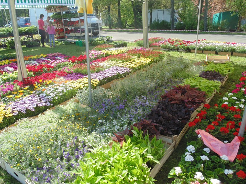Otwarcie Święta Powiatu Brzeskiego w Łosiowie - aktualizacja [fotorelacja]