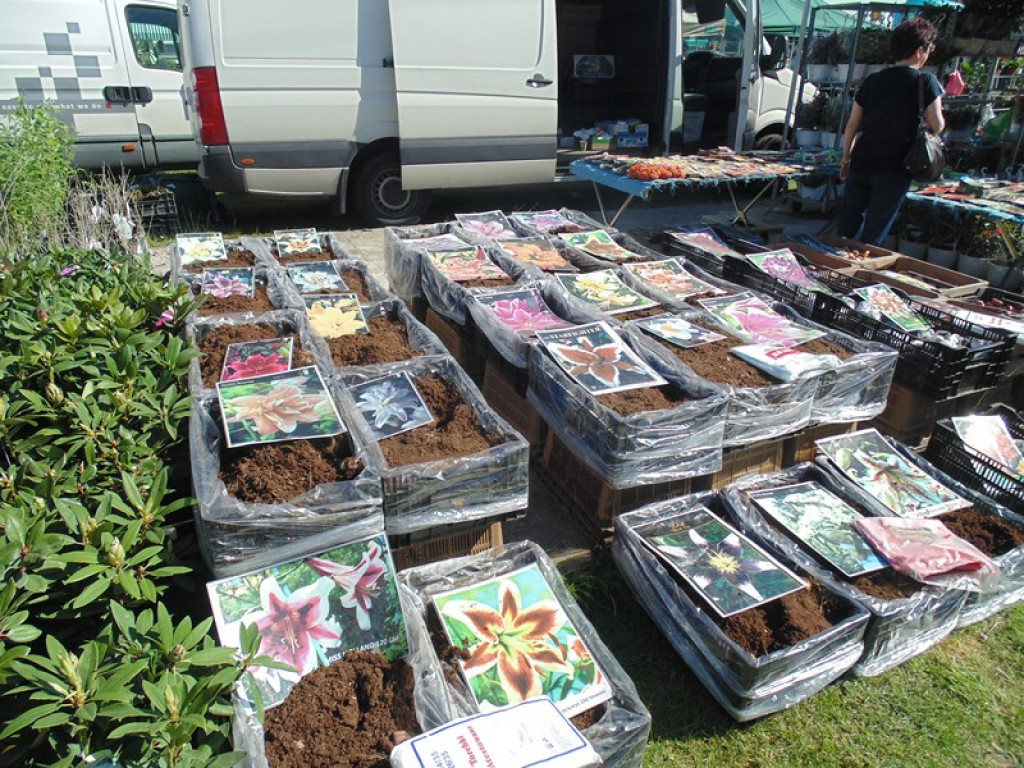 Otwarcie Święta Powiatu Brzeskiego w Łosiowie - aktualizacja [fotorelacja]